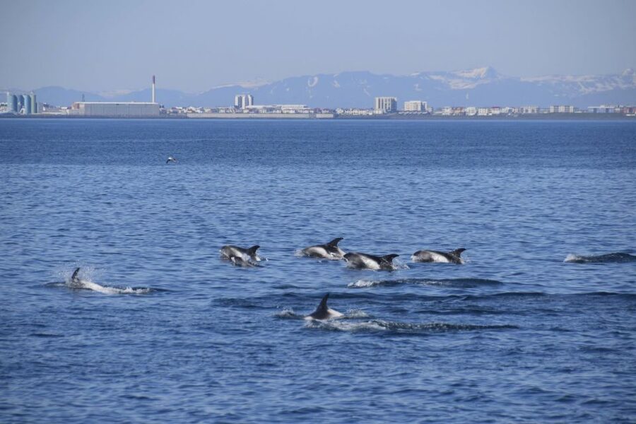 Reykjavik: Whale Watching Express - Should You Book the Reykjavik Whale Watching Express?