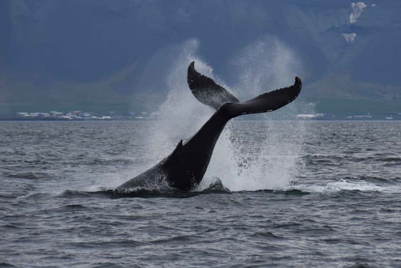 Reykjavik: Whale Watching Express - The Wildlife You Might See