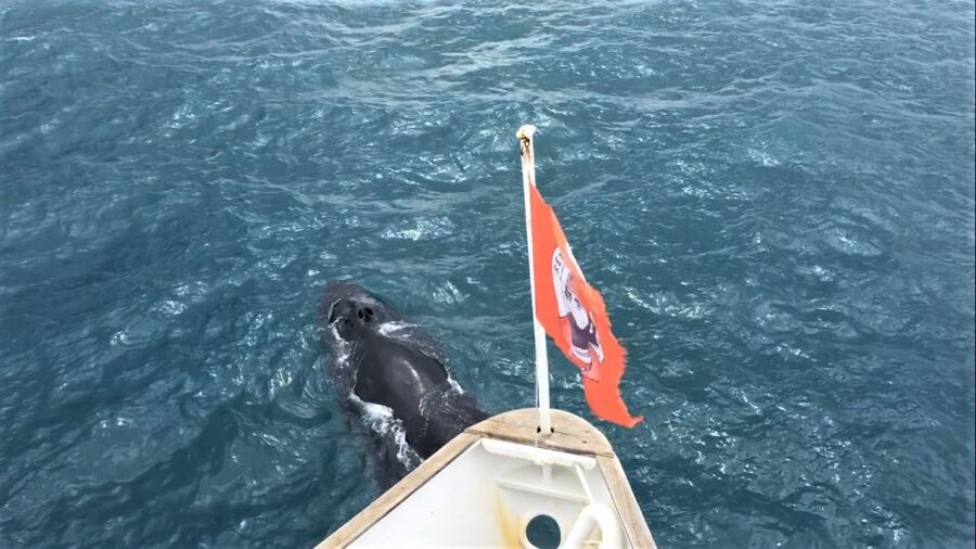 Reykjavik: Whale Watching in Faxaflói Bay & Live Lava Show - A rare chance to see Iceland’s two great forces