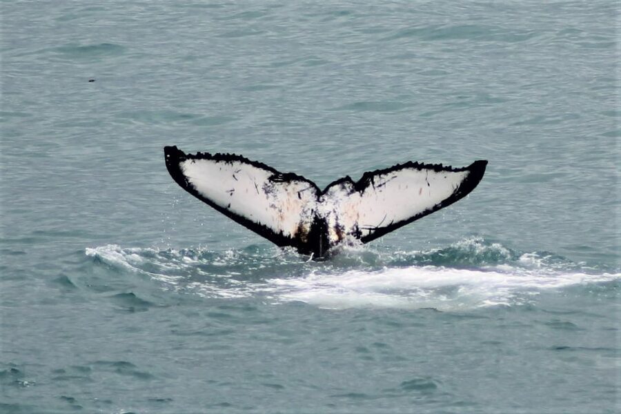 Reykjavik: Whale Watching in Faxaflói Bay & Live Lava Show - What three hours on the boat feels like