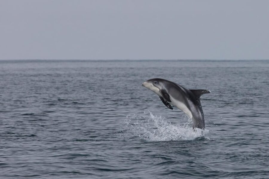 Reykjavik: Whale Watching & Lava Show - What happens inside the Lava Show