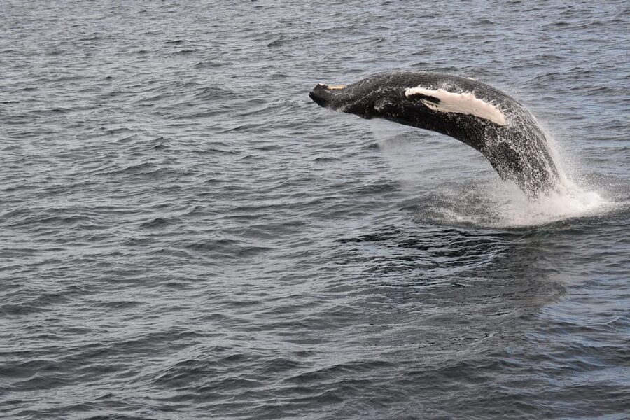 Reykjavik: Whale Watching Morning Expedition - Should you book the Reykjavik morning expedition?