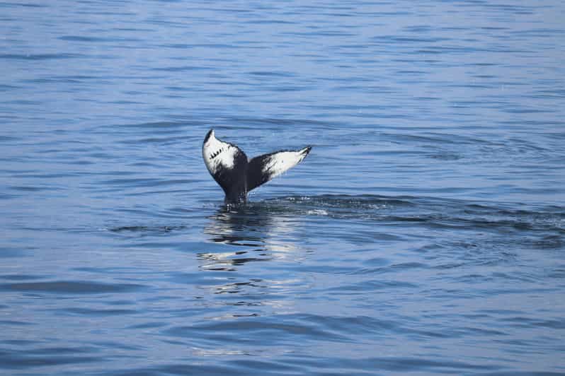 Reykjavik: Whale Watching Morning Expedition - A seabird show above the water