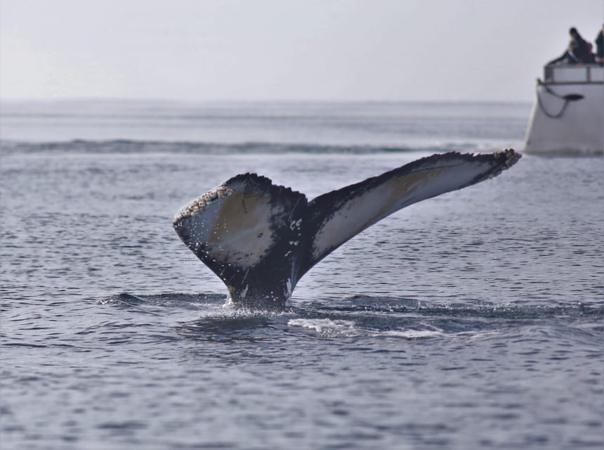 Reykjavik: Whale Watching Morning Expedition - Staying warm on the open deck