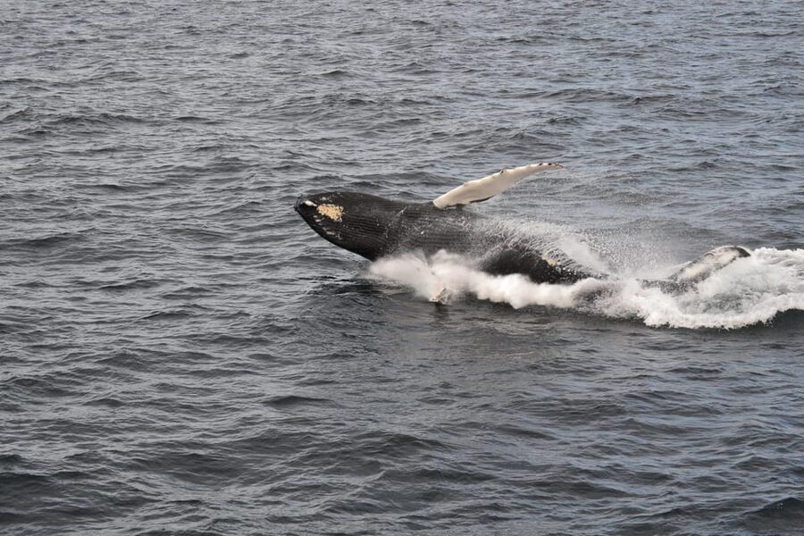 Reykjavik: Whale Watching Morning Expedition - What the $103 price really includes