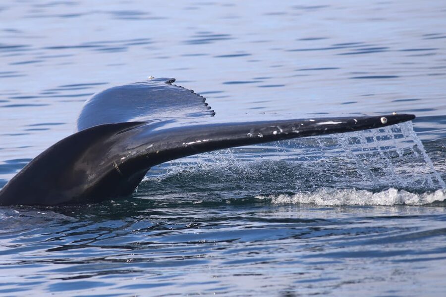 Reykjavik: Whale Watching Morning Expedition - Who will get the most from this cruise