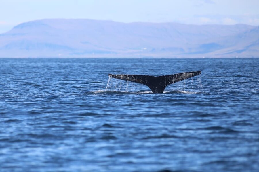 Reykjavik: Whale Watching Morning Expedition - Simple ways to make the morning better