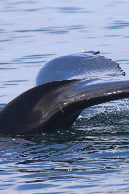 Reykjavik: Whale Watching Morning Expedition - Searching Faxaflói Bay for whales and dolphins