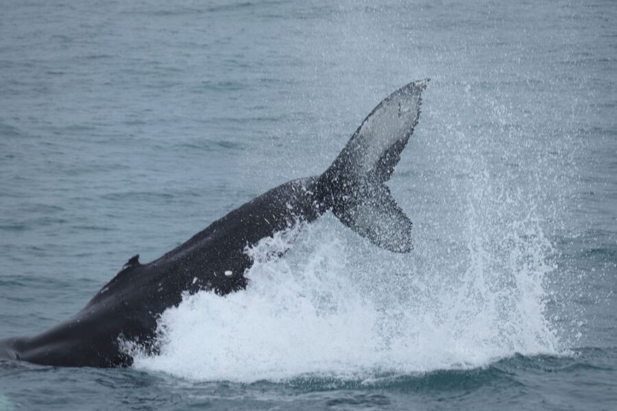 Reykjavik: Whale Watching & Northern Lights Combo Cruise - Key points to know before booking