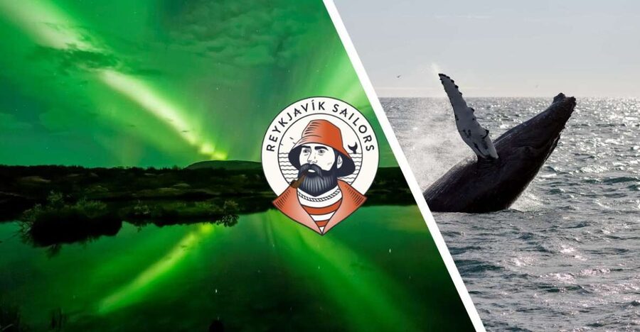 Reykjavik: Whale Watching & Northern Lights Combo Cruise - What whale watching is really like