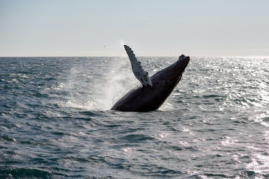 Reykjavik: Whale Watching & Northern Lights Combo Cruise - The five-hour pause in Reykjavik
