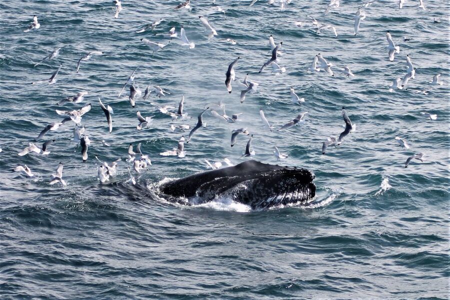 Reykjavik: Whale Watching & Northern Lights Combo Cruise - Hunting the Northern Lights after dark