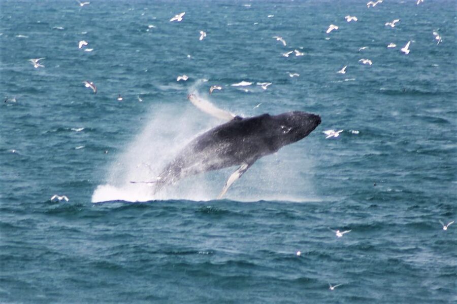 Reykjavik: Whale Watching & Northern Lights Combo Cruise - How much value do you get for $205?
