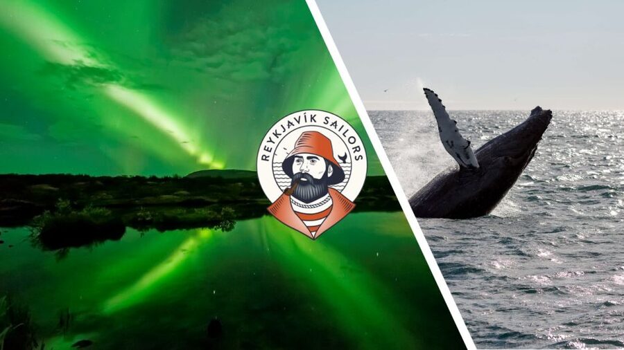 Reykjavik: Whale Watching & Northern Lights Combo Cruise - Morning on Faxaflói Bay