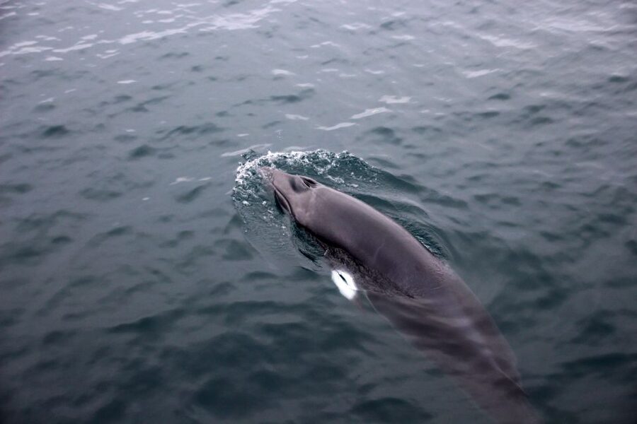 Reykjavik: Whale Watching Tour by RIB Boat - Who should choose this whale tour?