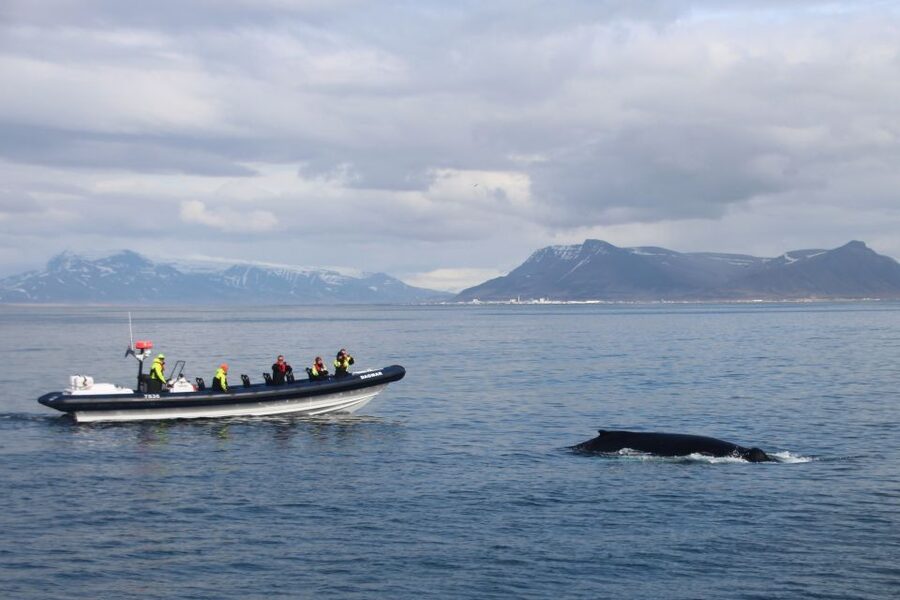 Reykjavik: Whale Watching Tour by RIB Boat - A whale hunt from Reykjavik’s harbor