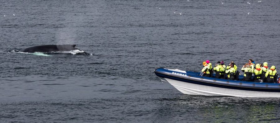 Reykjavik: Whale Watching Tour by RIB Boat - Minke whales, humpbacks, dolphins, and porpoises