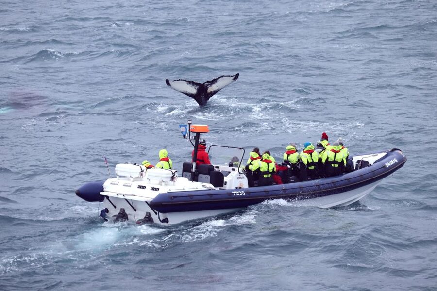 Reykjavik: Whale Watching Tour by RIB Boat - Reykjavik’s coast from the water