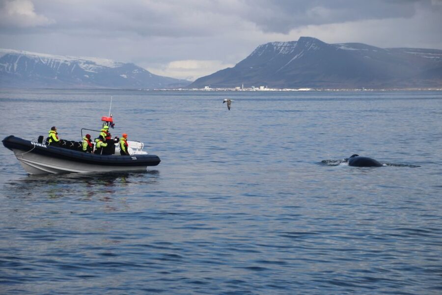 Reykjavik: Whale Watching Tour by RIB Boat - Is $194 a fair price?