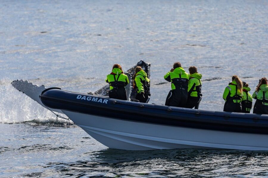 Reykjavik: Whale Watching Tour by RIB Boat - What the RIB ride feels like