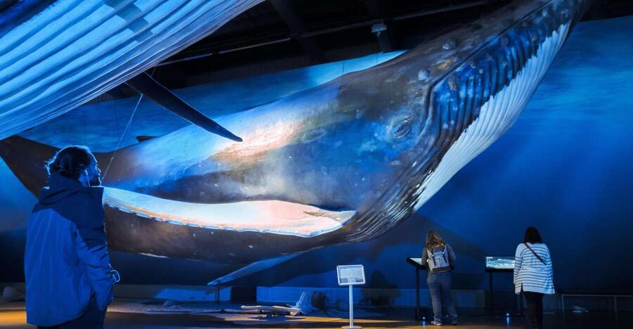 Reykjavik: Whale Watching Tour, Whales of Iceland Exhibition - Key points to know before you book