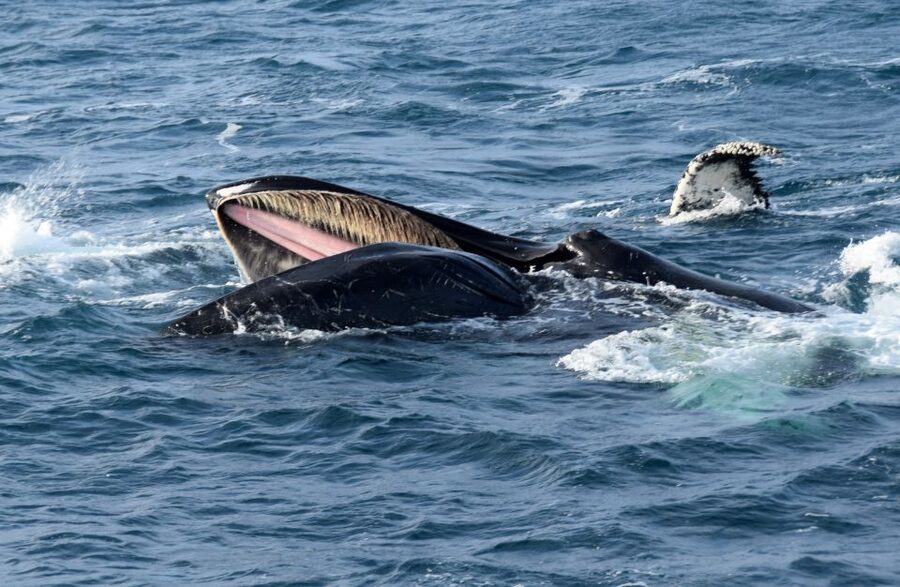 Reykjavik: Whale Watching Tour, Whales of Iceland Exhibition - Who should book this experience?