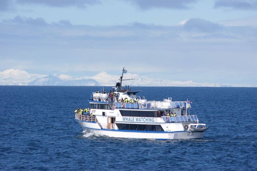 Reykjavik: Whale Watching Tour, Whales of Iceland Exhibition - How to plan the order of the two activities
