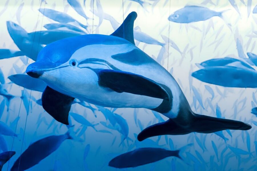 Reykjavik: Whale Watching Tour, Whales of Iceland Exhibition - The best season and the real odds of seeing whales