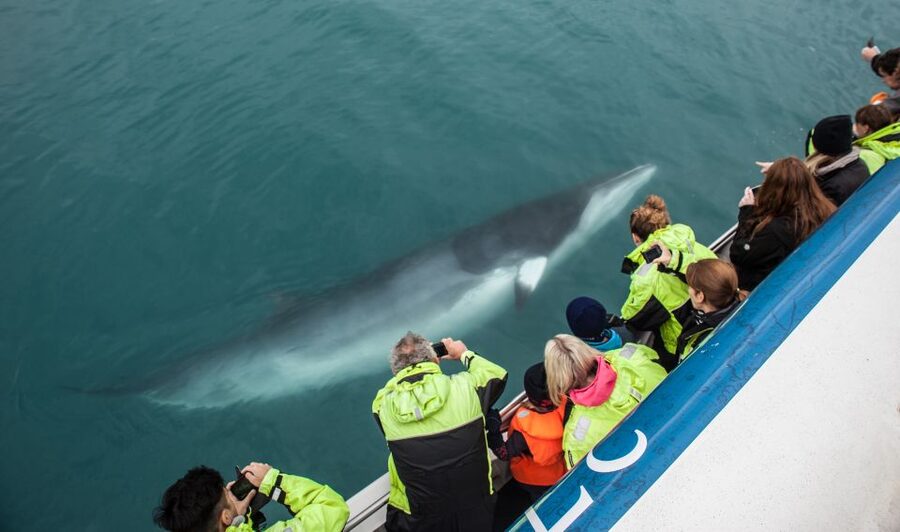 Reykjavik: Whale Watching Tour, Whales of Iceland Exhibition - Is the $123 price good value?