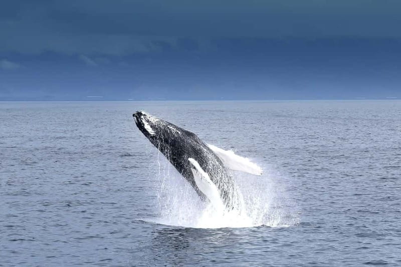 Reykjavik: Whale Watching Tour with Expert Guide - Sailing from Reykjavík’s Old Harbour