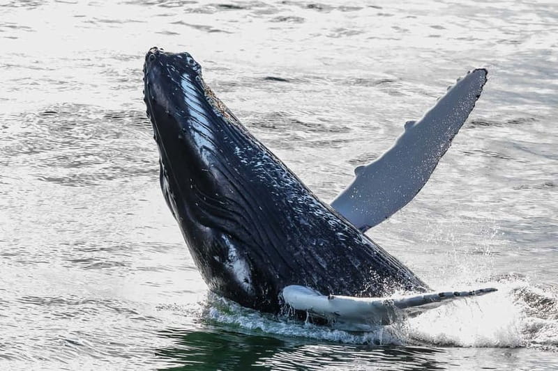 Reykjavik: Whale Watching Tour with Expert Guide - Classic or Express: choosing the right departure