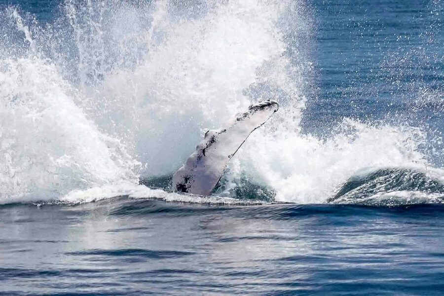 Reykjavik: Whale Watching Tour with Expert Guide - The honest cost at $87