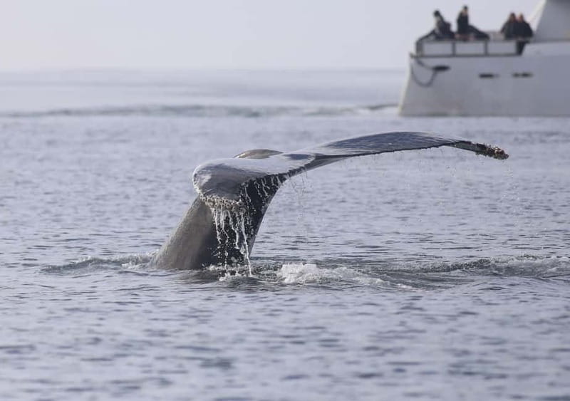 Reykjavik: Whale Watching Tour with Expert Guide - Weather, motion, and seasickness