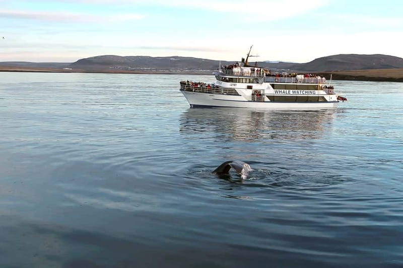 Reykjavik: Whale Watching Tour with Expert Guide - What the route through Faxaflói Bay feels like