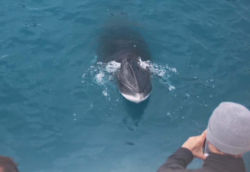 Reykjavik: Whales and Puffins Express Cruise Combo Tour - Booking details worth keeping in mind