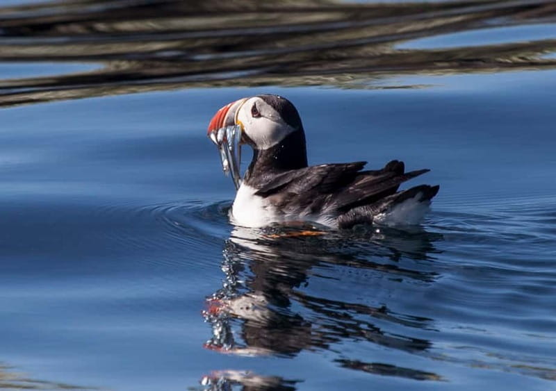 Reykjavik: Whales and Puffins Express Cruise Combo Tour - Two wildlife trips, one Reykjavík harbor