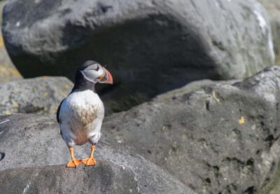 Whales and Puffins Express Cruise Combo Tour
