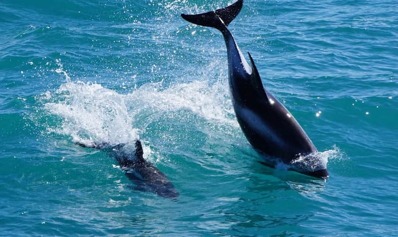 Reykjavik: Whales and Puffins Express Cruise Combo Tour - The express boat and when it makes sense