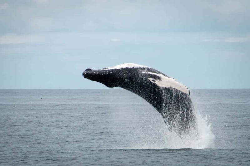 Reykjavik: Whales and Puffins Express Cruise Combo Tour - Warm clothing helps, but do not underdress