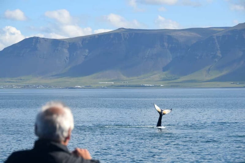 Reykjavik: Whales and Puffins Express Cruise Combo Tour - What the scenery and wildlife actually feel like