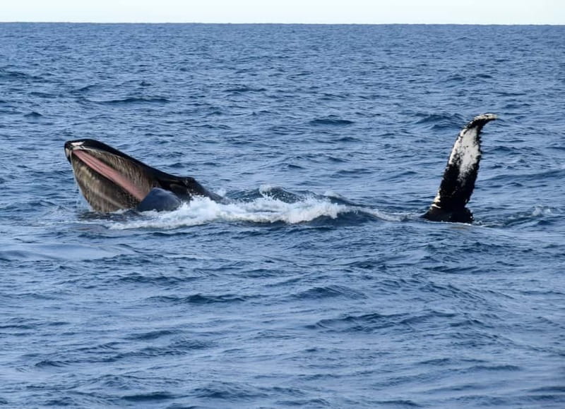 Reykjavik: Whales and Puffins Express Cruise Combo Tour - Is the $153 price fair?