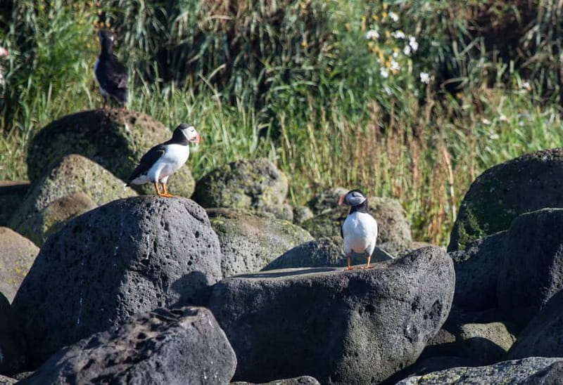 Reykjavik: Whales and Puffins Express Cruise Combo Tour - Who will enjoy this combo most?