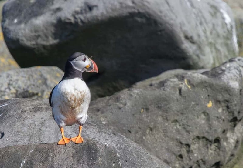 Reykjavik: Whales and Puffins Express Cruise Combo Tour - Old Skúli and Reykjavík’s puffin islands