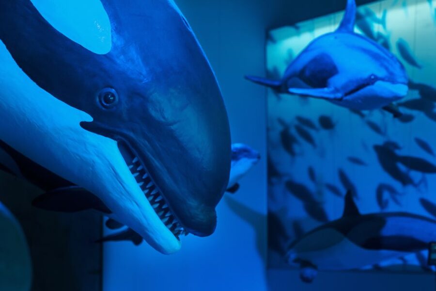 Reykjavik: Whales of Iceland Museum Entrance Ticket - My verdict on the overall experience