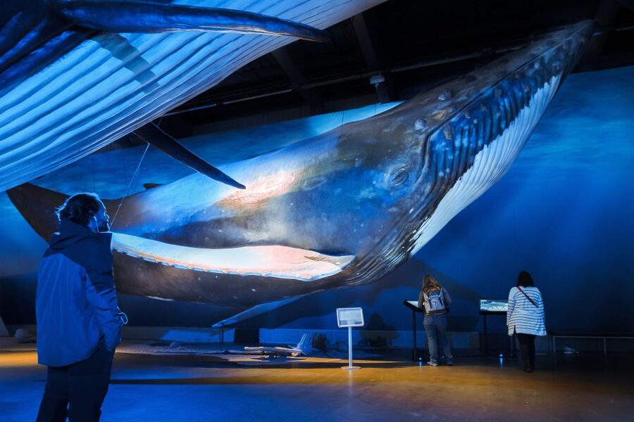 Reykjavik: Whales of Iceland Museum Entrance Ticket - Entering a hall filled with full-size whales