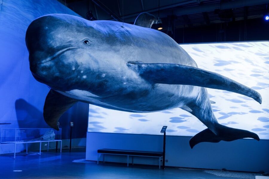 Reykjavik: Whales of Iceland Museum Entrance Ticket - The interactive displays and family appeal