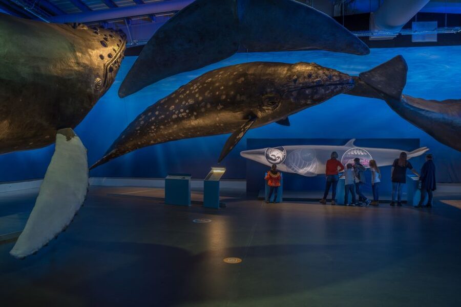 Reykjavik: Whales of Iceland Museum Entrance Ticket - A useful stop after whale watching