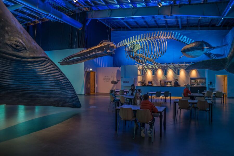 Reykjavik: Whales of Iceland Museum Entrance Ticket - Who will enjoy this museum most?