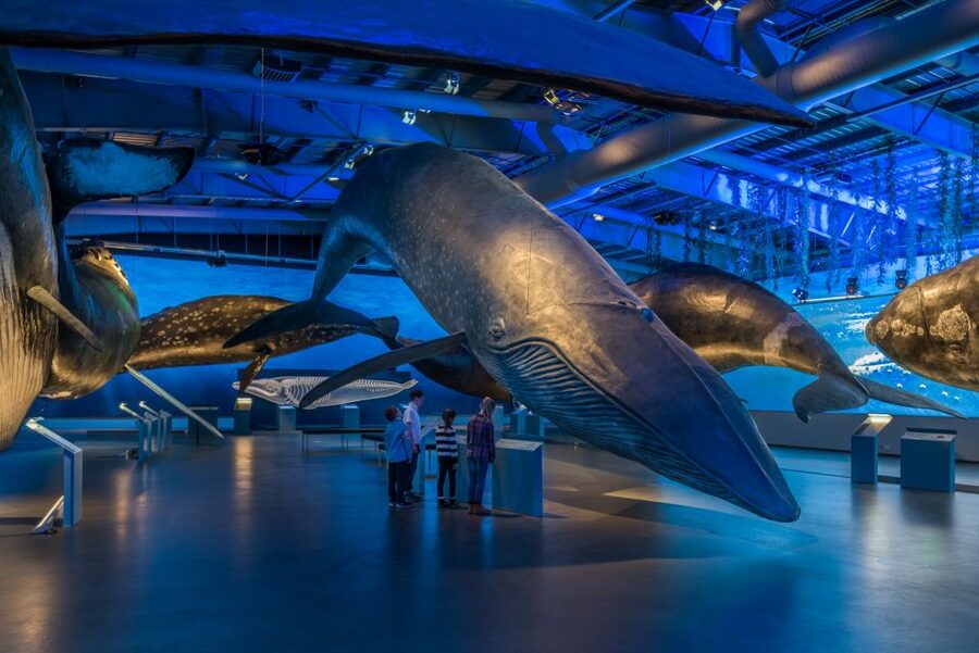 Reykjavik: Whales of Iceland Museum Entrance Ticket - What the whale models help you understand
