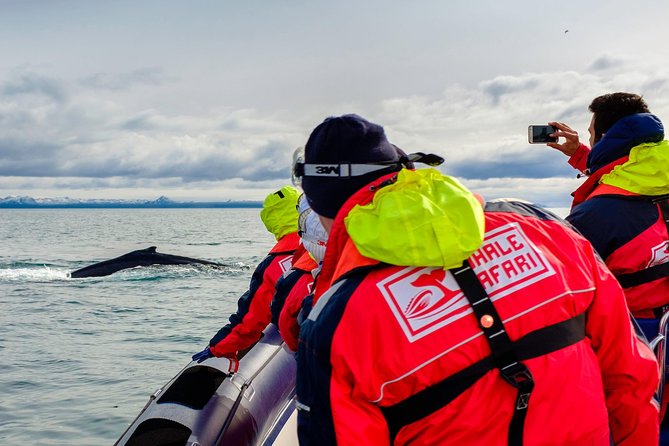 RIB Whale Watching Small-Group Boat Tour from Reykjavik - Faxaflói Bay and the long search for whales